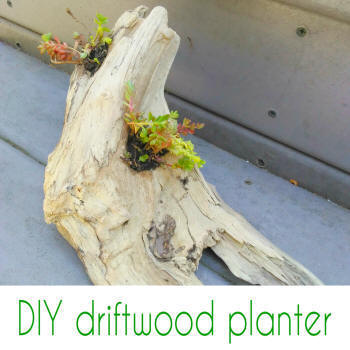 diy driftwood planter